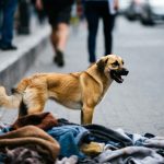 An dem Tag, als unter einem bleiernen Himmel ein Hund begann, Passanten mit einem Blick in die Augen zu schauen